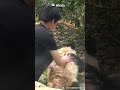 [판다판다] 처음 아기판다를 목욕 시키는 사육사, 아기판다:"아빠, 좀 부드럽게 해줘요!! " | CCTV 한국어방송
