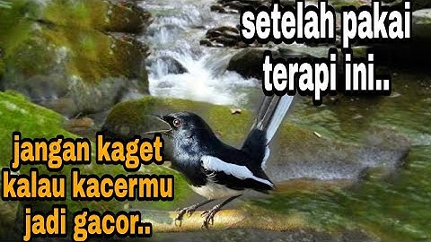 Terapi kacer malam hari,biar besoknya bongkar isian, terapi kacer biar cepat bunyi, pancingan kacer