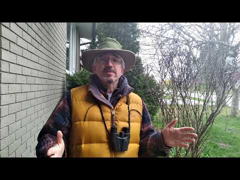WRDSB Backyard Bird Count
