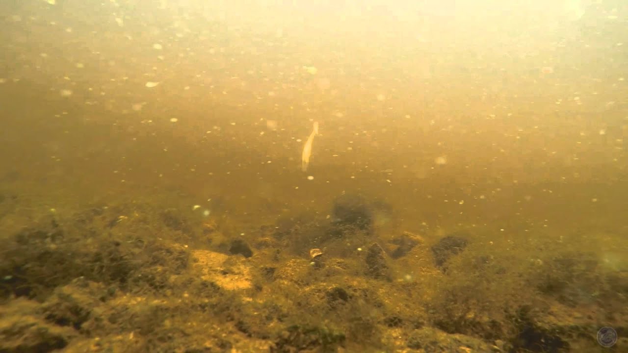 Berkley Pulse Shad 2'' (jig head 3.0 gm)