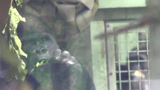 Mom-to-be Genki the Gorilla Gets a Special Meal 🍀 Dad Momotarou