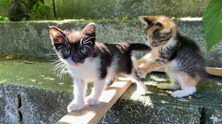 Cute Kittens playing games, These Kittens are incredibly beautiful.