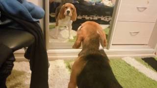 Разговор бигля, с умным биглем || Talk beagle, with a clever Beagle