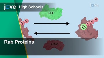 Rab Proteins | Cell Bio | Video Textbooks - Preview