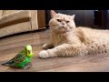 Забавная дружба кота и попугайчика