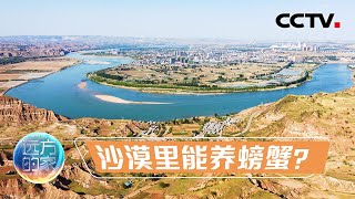 黄河水引入沙漠会发生什么？一个惊人的奇迹在内蒙古发生了 20230309 |《远方的家》CCTV中文国际