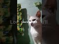 #cat #love #subscribe #support #plz