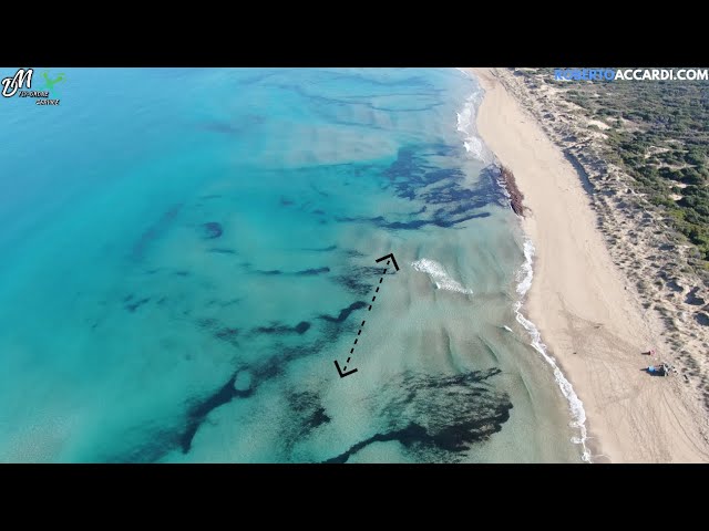 Surfcasting. La pesca dalla spiaggia (Manuali illustrati