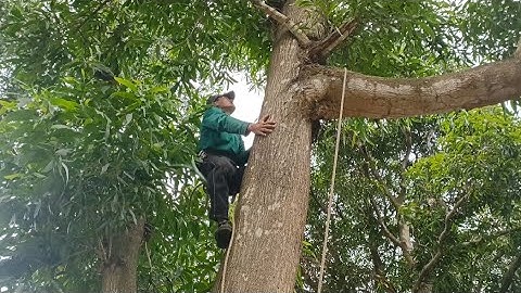 Cưa hai cây tràm bông vàng siêu to .Cưa cây kỹ thuật cao