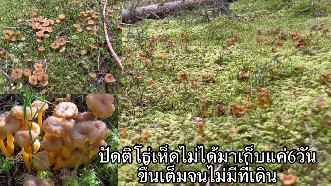 ep17#ป้าดติโธ่เห็ดไม่ได้มาเก็บ6วันขึ้นเยอะจนไม่มีที่เดิน