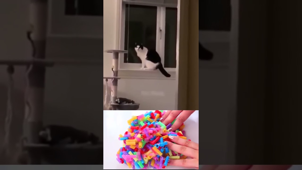 funny cat and dog videos 41 