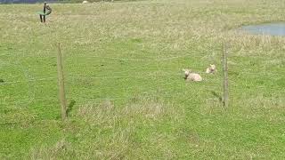A Lamb's Tail