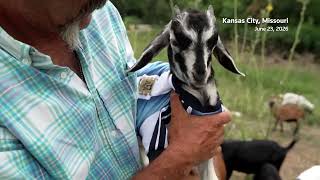 Goat named after Messi clears weeds near Argentina team base