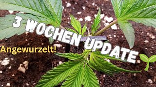 „Steckling erfolgreich angewurzelt 🌱 | Superbuff Cherry 26 – 3 Wochen Update im Bonsanto Setup“