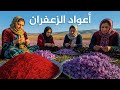 طريقة استخراج أعواد الزعفران تقاليد إيرانية