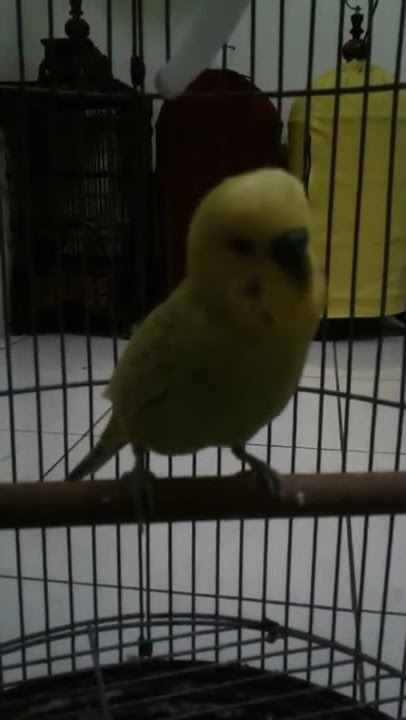 parkit isian Lovebird sambung kenari