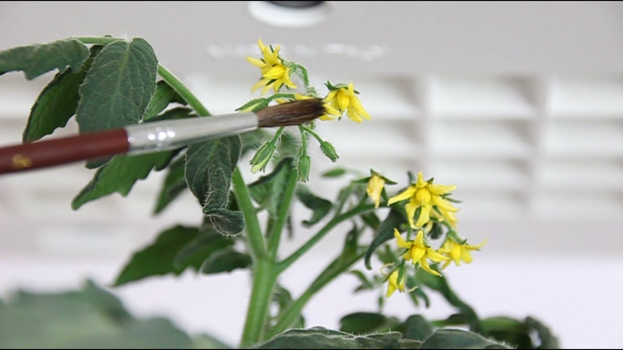 GROWTIPS Pollinate Tomatoes YouTube