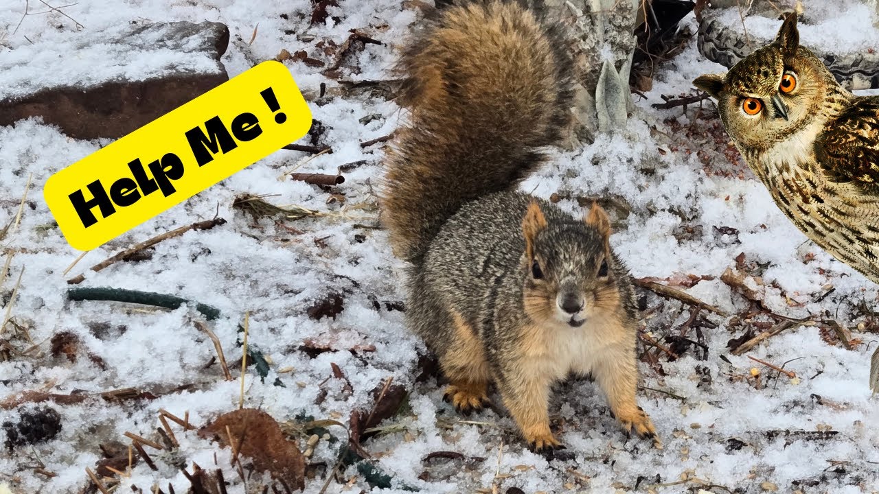 We Helped A Squirrel Survive YouTube We helped a squirrel survive youtube