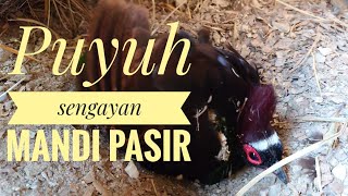 BURUNG SIAU / PENIOL / PUYUH SENGAYAN ABSEN DULU GAES. PART 10