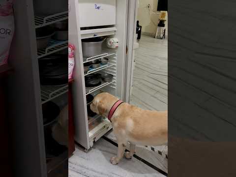 Fridge ki service krwalo ap bhi😂😂…….#funnypet #yuvimicky #comedyreels