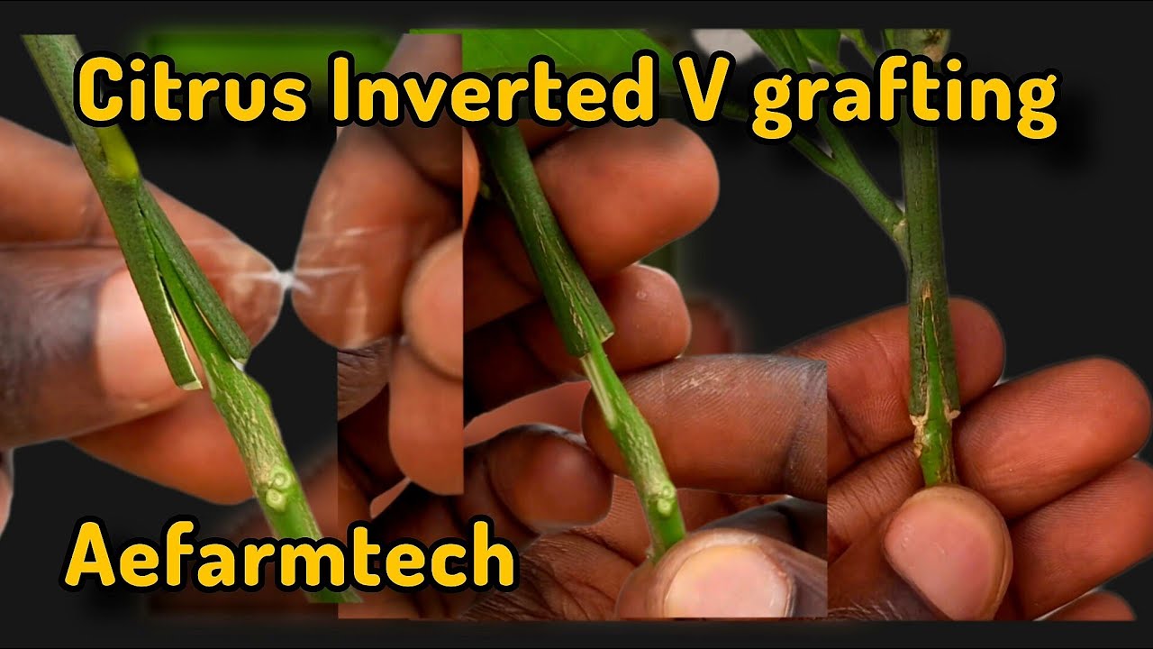 Техника прививки цитрусовых методом перевёрнутой V-образной формы | Пошаговая инструкция прививки...