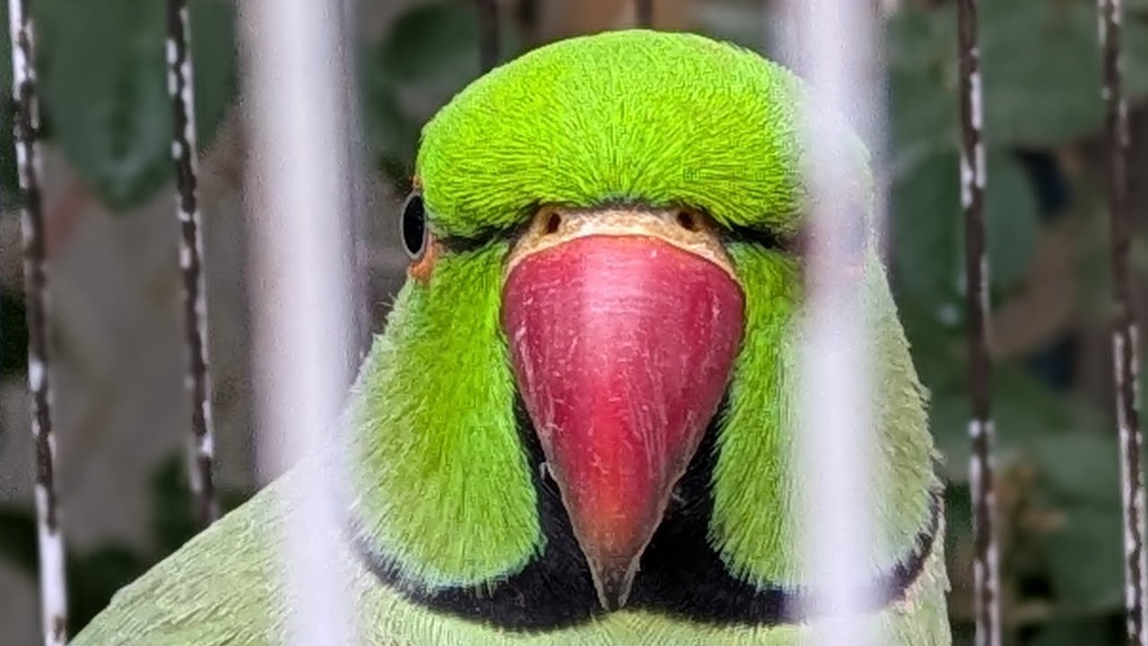 Mitu Live mitu Parrots live! 🦜| Clam cute moments - YouTube