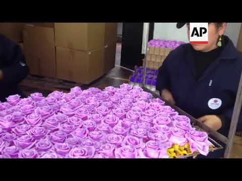 Vídeo: Las Rosas De San Valentín Son Un Desastre Ambiental. He Aquí Por Qué Debería Boicotearlos - Matador Network