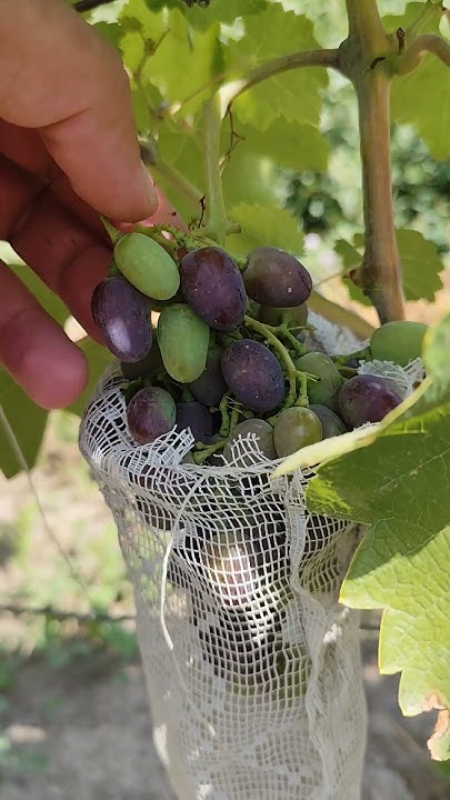 виноград начинает краситься.кадрянка - YouTube