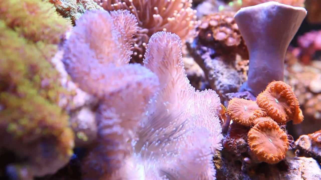 Stichodactyla Mertensii