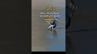 حالات - قصيرة - للواتس آب...|لاترهق نفسك بما يقال عنك# الله يعلم مافي قلبك وهذا يكفيك 