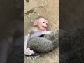 仔猫に逃げられ騒ぐ子猿