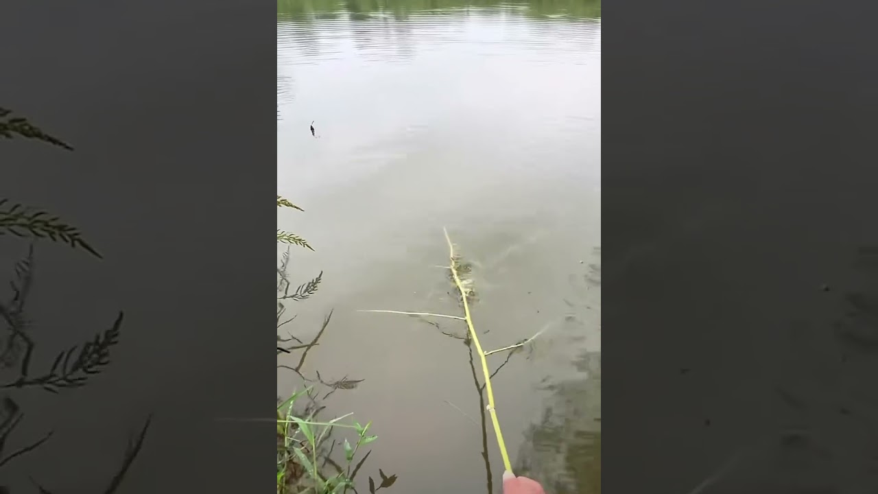 Incredible way to fish! 🎣