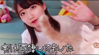実はイケメン猫と同棲していました。子猫って２週間でこんなに成長するのという驚きの記録【報告】