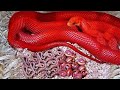 तो ये है इस दुनिया के 5 बेहद खूबसूरत सांप | 5 Most Beautiful Snakes In The World | Info Unlocked