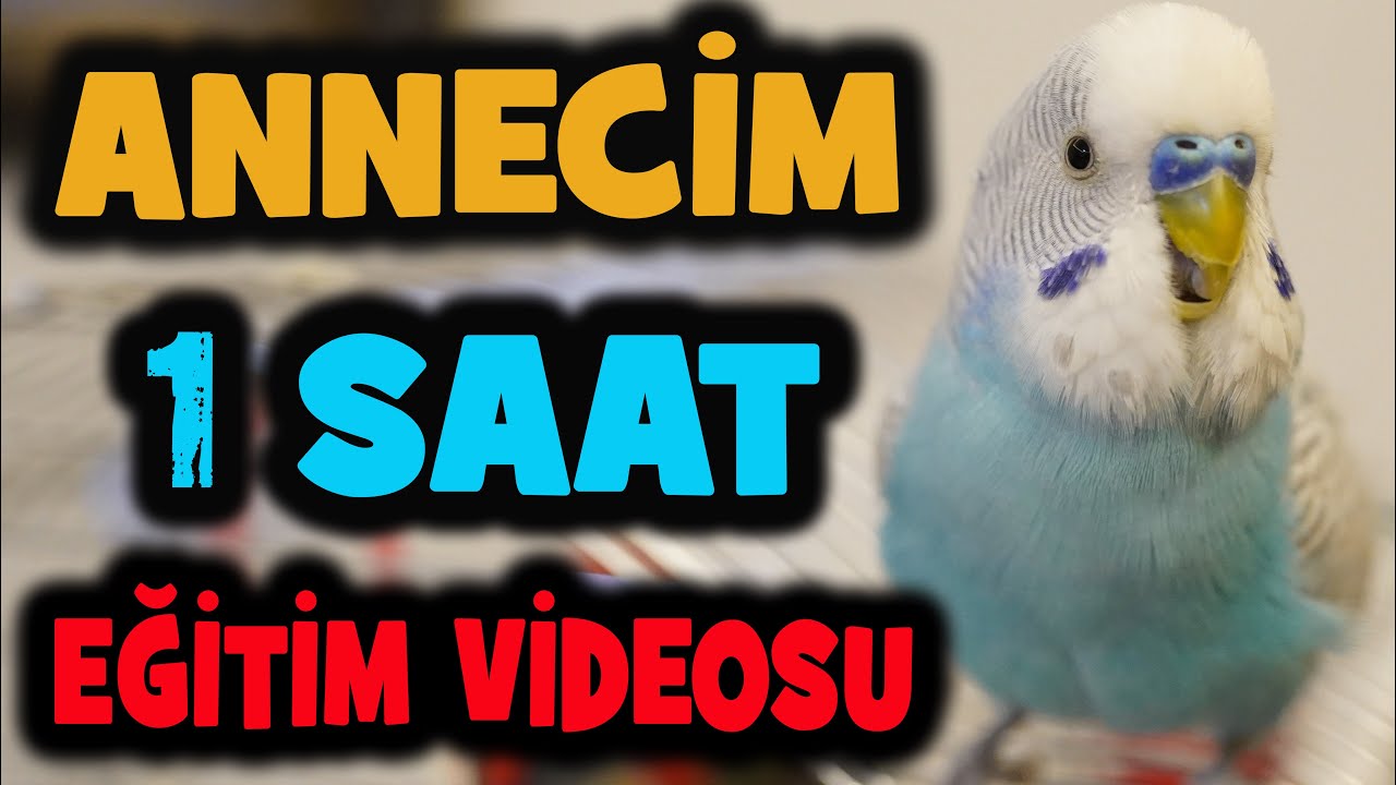 ANNECİM KELİMESİ KUŞ KONUŞTURMA EĞİTİMİ | DİNLETİN KESİN KONUŞSUN % 100 ETKİLİ
