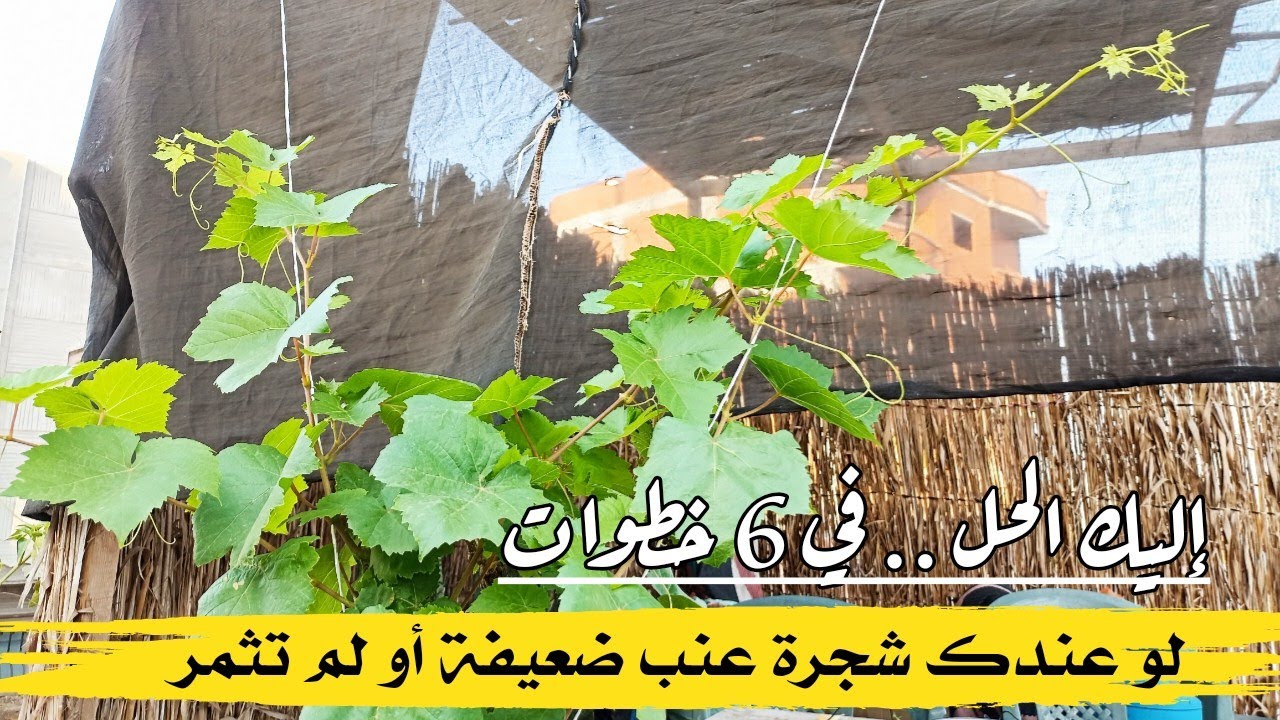 لو عندك شجرة عنب ضعيفة أو لم تثمر  .. إليك الحل في 6 خطوات