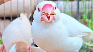 Celebrity What is the sweet song that java sparrows sing for today? You can open now. Java sparrows singing. Wealth