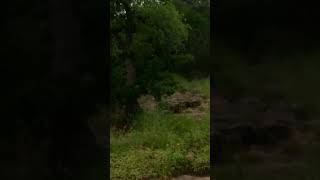 Raccoons Drinking in Daylight | Guadalupe River State Park Wildlife #Shorts