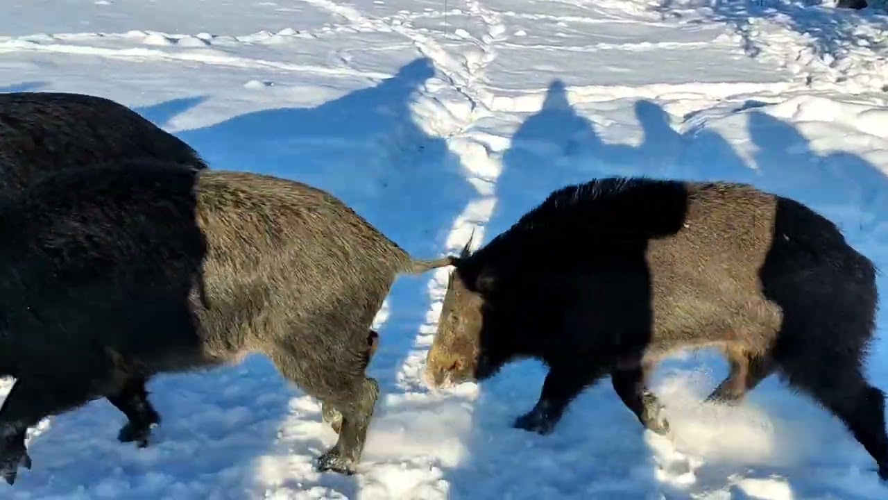 Кабаны в Куркиёки