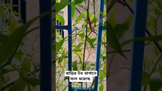 বাড়ির গাছের কাঁচা লঙ্কা #windowgarden #chilliplants #gardening #happyharvest