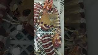 TIGER LOBSTERS ?? trending satisfayingsounds crab trendingshorts satisying kingcrab