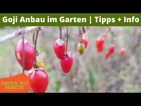 Video: Was ist Lycium Barbarum? Wo kaufen und wie man Lycium Barbarum anbaut?