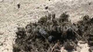 Dung beetle, Bousier, Escarabajo pelotero (Scarabaeus cicatricosus)