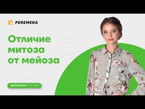 Отличие митоза от мейоза | ЕГЭ БИОЛОГИЯ 2021 | PEREMENA