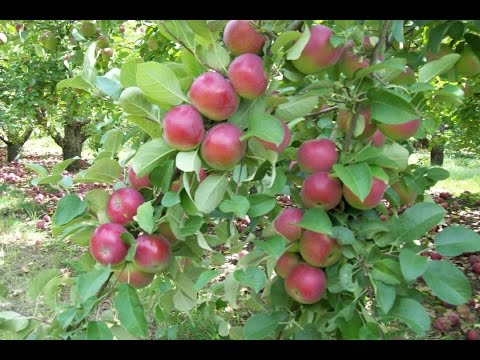 Apple Tree TimeLapse :: From Seed to Fruit (0-4 years)