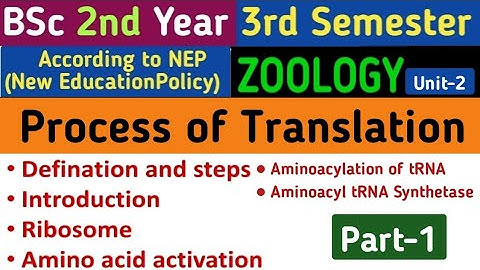 mRNA Translation/Activation of Amino Acids/Ribosome/E P A Site in Ribosome/Process of Translation