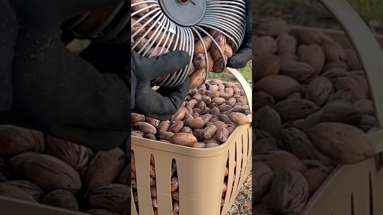 🍁 Pecan Picking Galore | Full Basket Harvest Straight from the Tree 