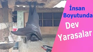 İnsan Boyutunda Dev Yarasalar Çantilkiyarasası