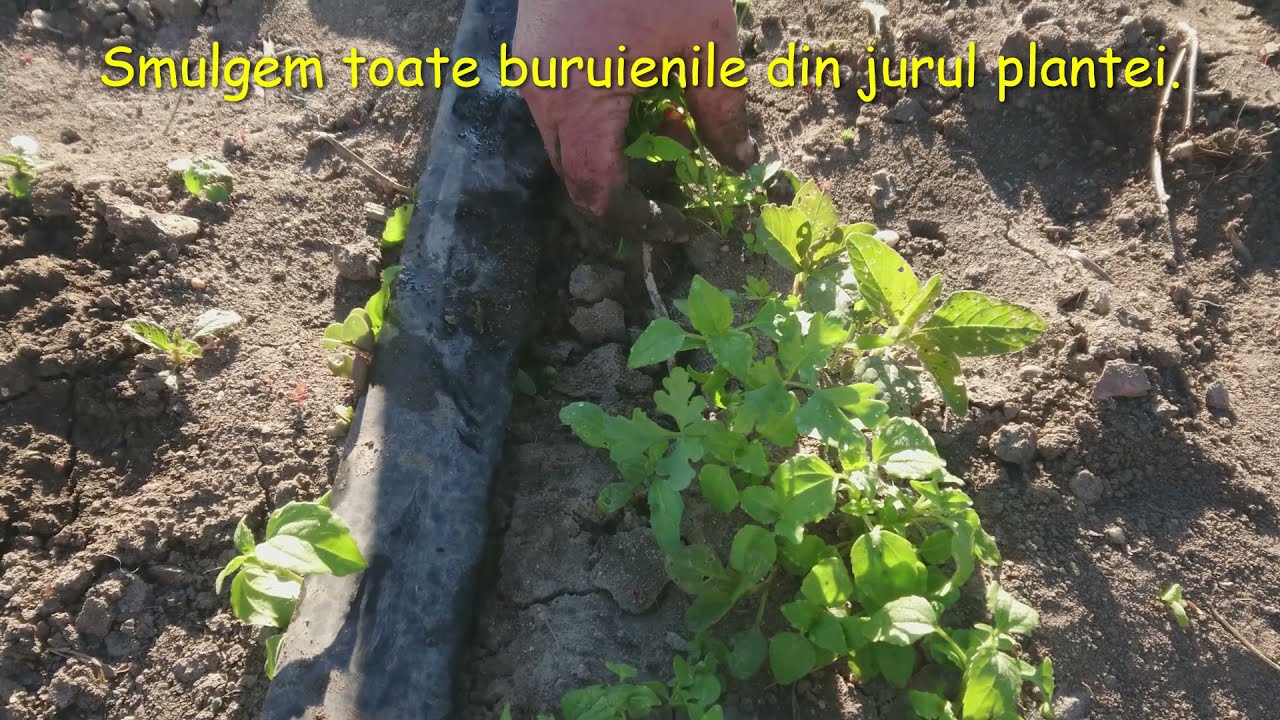 La plivit patrunjelul