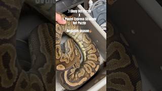 Stranger Puzzles anyone?!#ballpythonmorphs #ballpython #animals #breeder #python #puzzle #fyp Net Worth